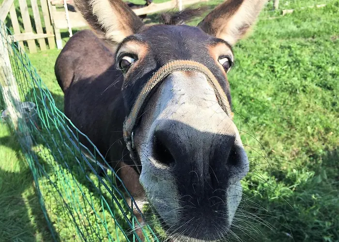 Piastowy Dwor Πάρκο διακοπών Jastrzębia Góra